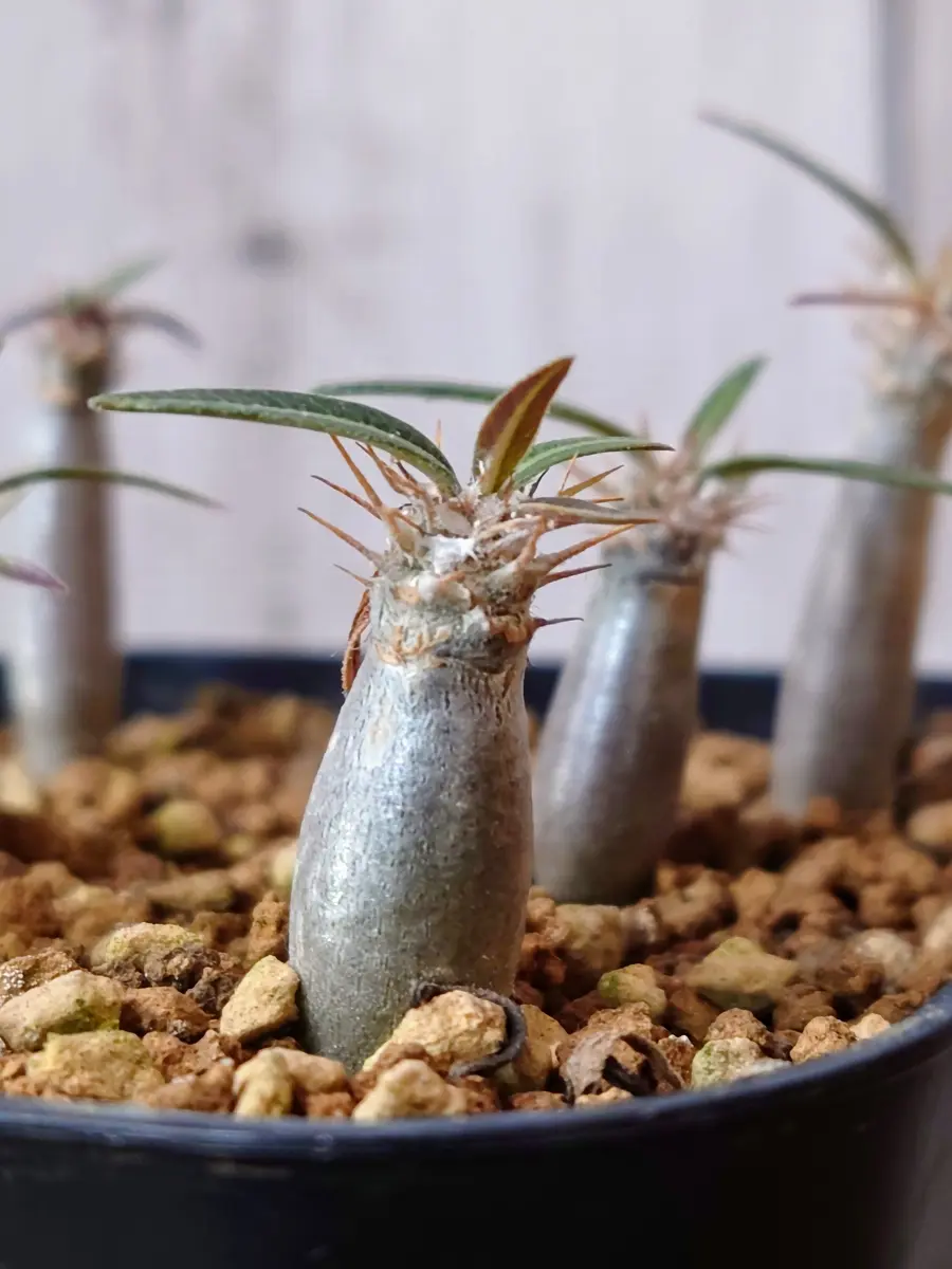 葉っぱが少しフサフサしてきた、、実生...「塊根植物・多肉植物」の 
