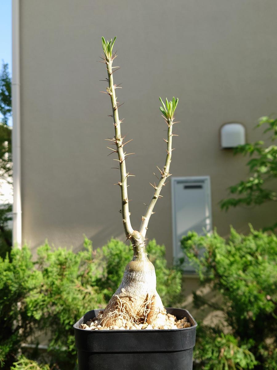 うちに来て2周年を迎えたパキポディウム塊根植物・多肉植物