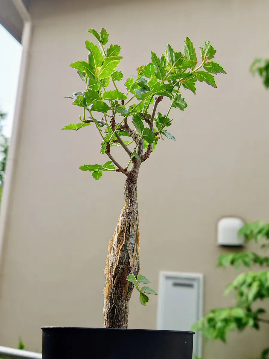 バッキバキになってきた実生のブルセラ「塊根植物・多肉植物