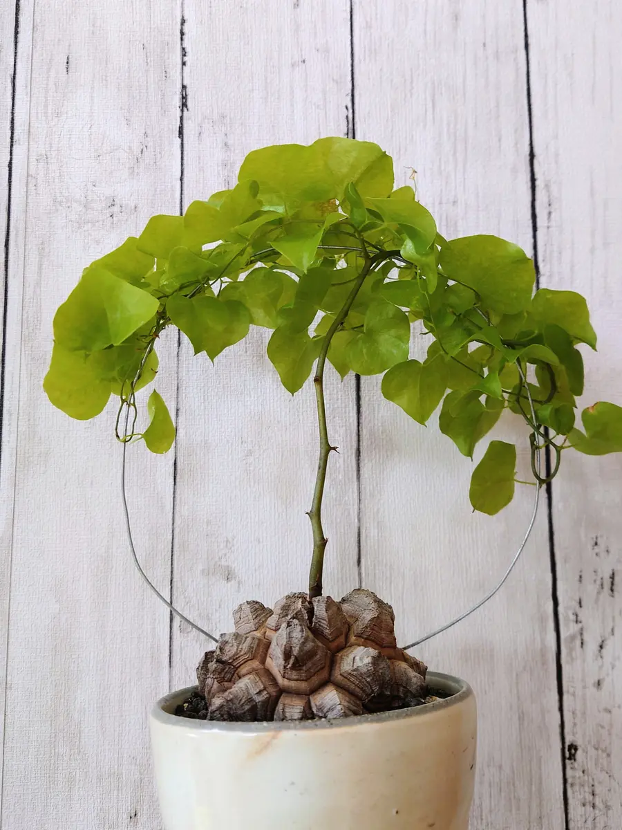 上の方だけもさもさな、亀甲竜さん。「塊根植物・多肉植物」のアルバム