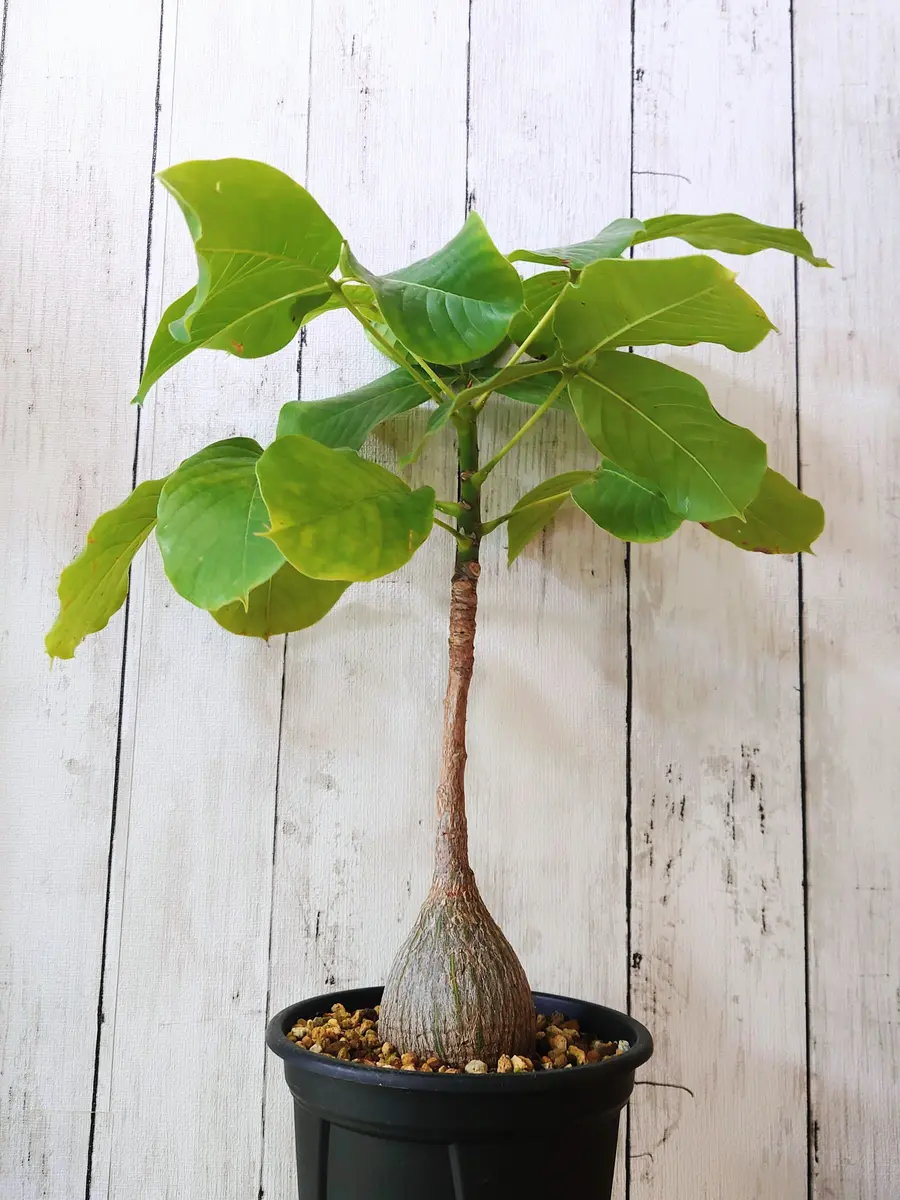 未剪定のプセウドボンバックス・エリプ「塊根植物・多肉植物」の
