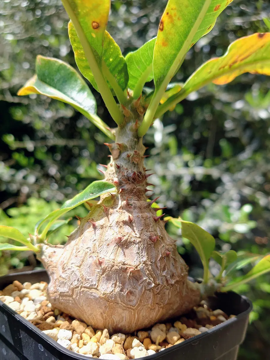 パキポディウム・ウィンゾリーさん、お「塊根植物・多肉植物」の