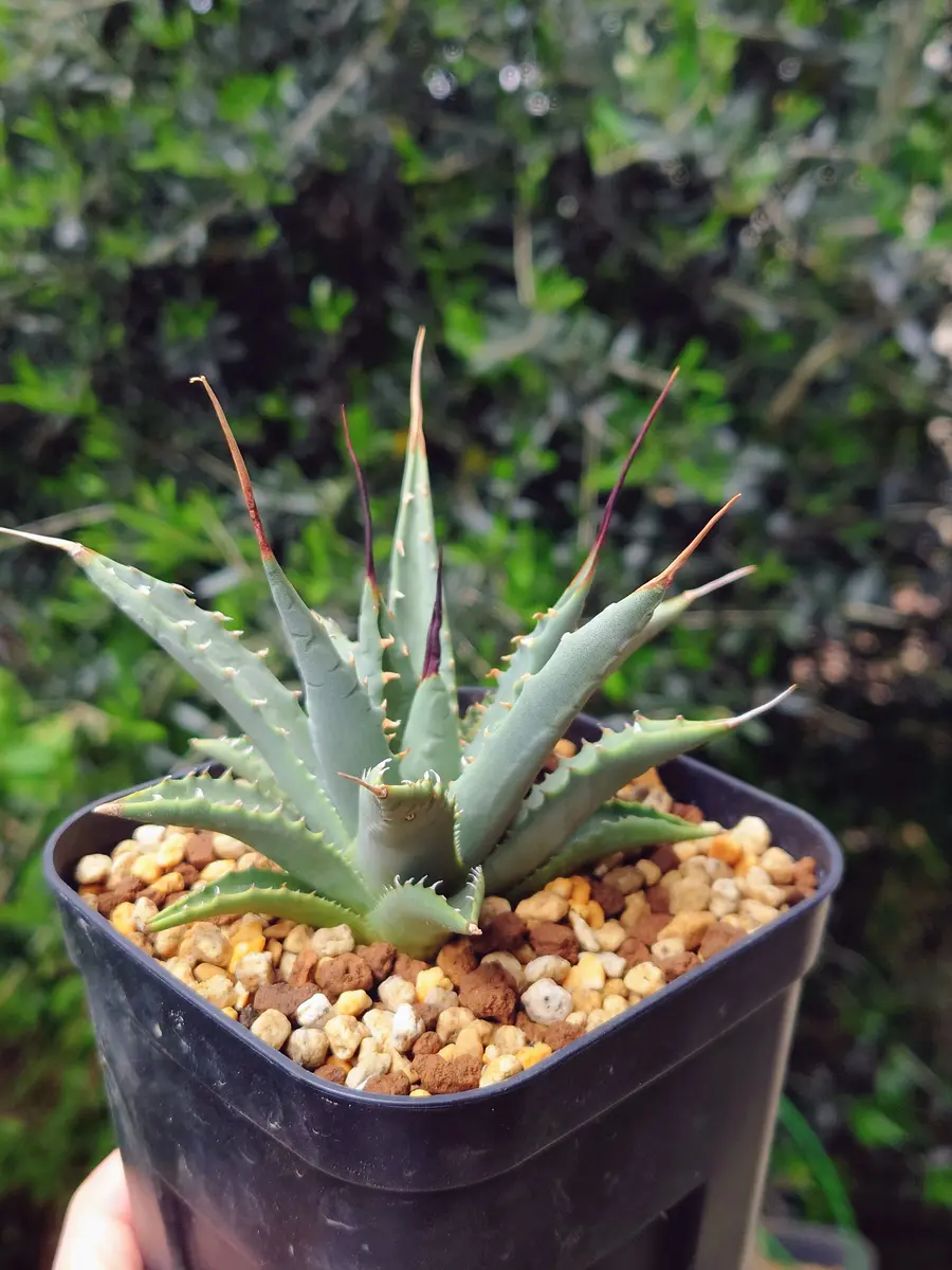 アガベ（多肉植物）の写真-みんなの趣味の園芸2657686