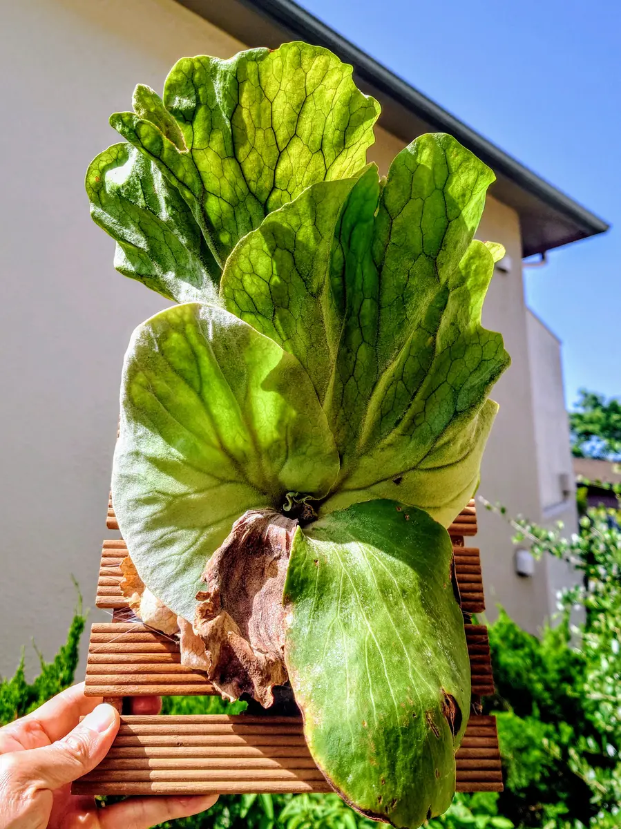 観葉植物 超美形株から取った胞子です♫〖ビカクシダ
