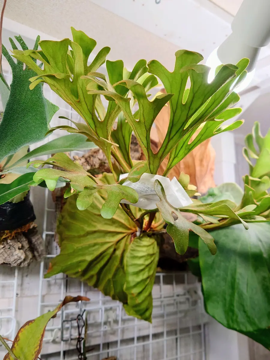 ビカクシダの写真-みんなの趣味の園芸2580573