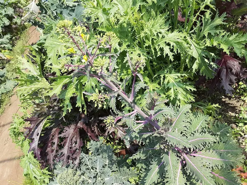 プチヴェールの写真みんなの趣味の園芸2154739