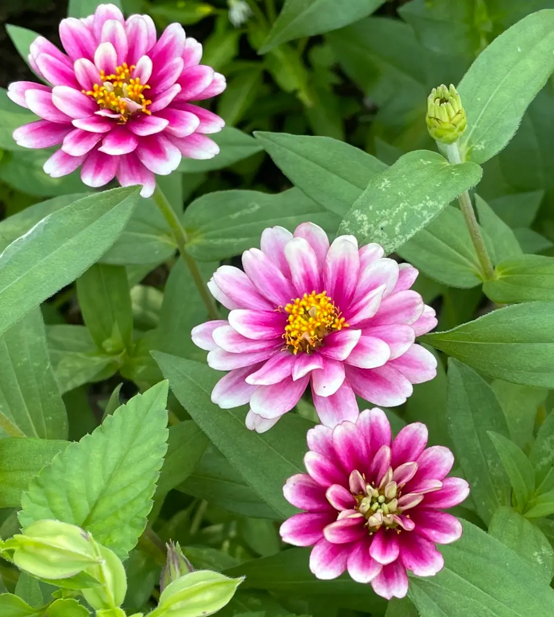 種まきラズベリーリップル「✑flower｡❁⃘*.ﾟ」のアルバム-みんなの趣味の園芸2121084