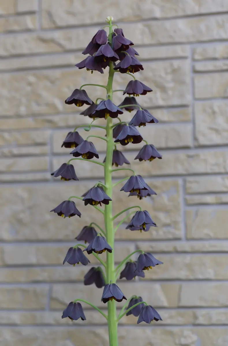 たぬきち様　フリチラリアペルシカ２球　ネプスキアヌム2球　カラタビエンセ2球 たぬきち様 フリチラリアペルシカ2球 ネプスキアヌム2球