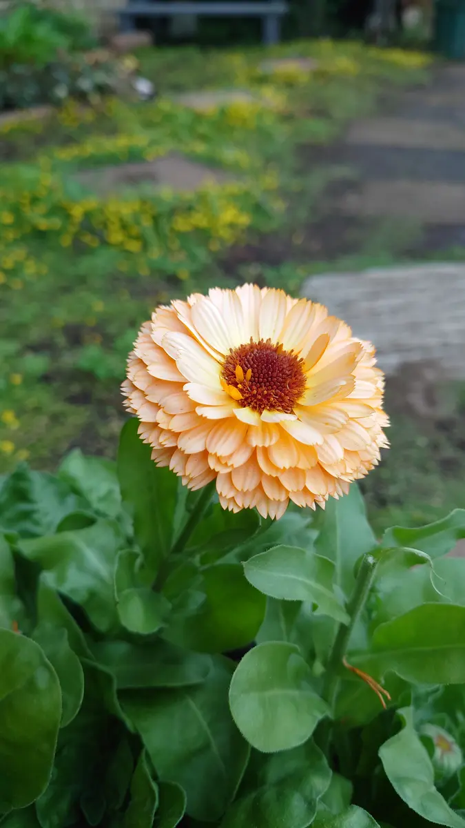 カレンデュラ（キンセンカ）の写真-みんなの趣味の園芸1910436