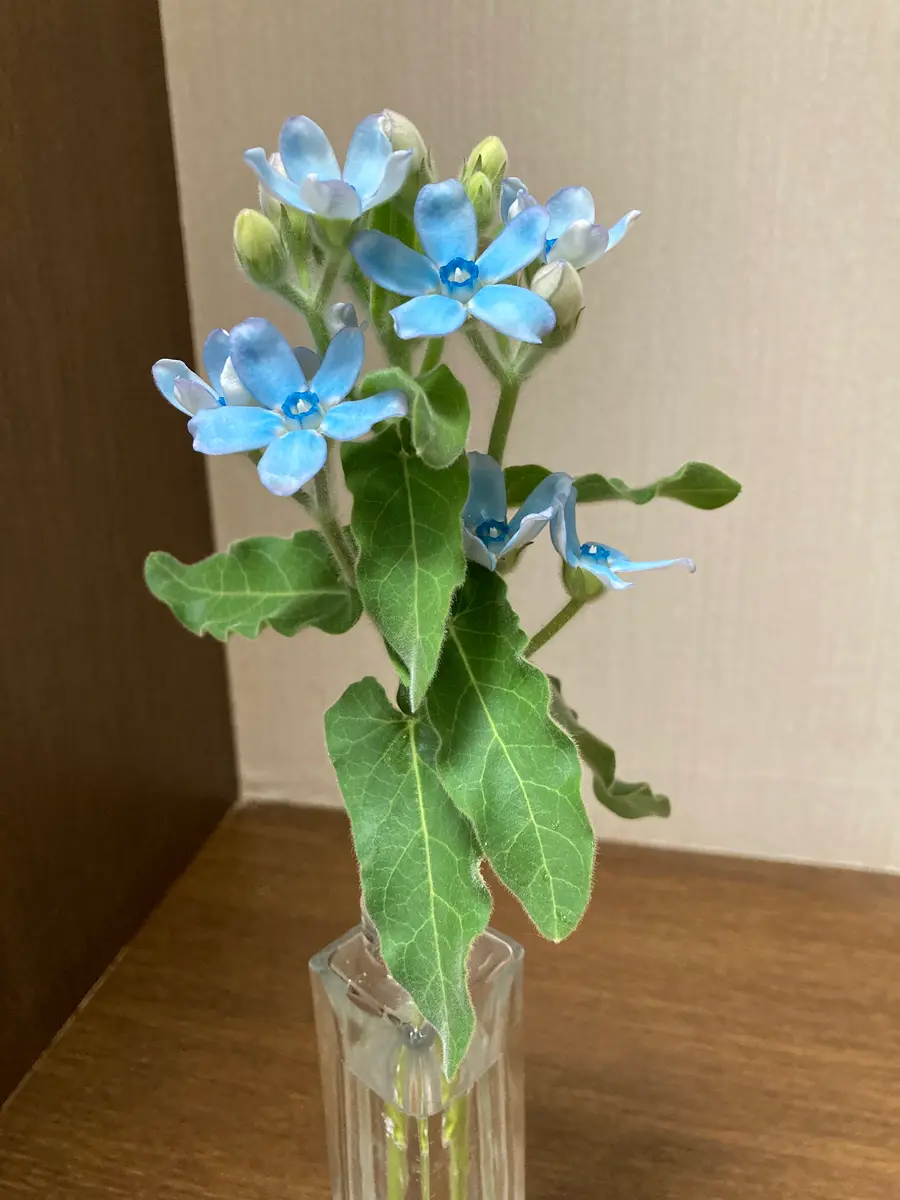 ブルースター。星型の花。「玄関に飾った花たち」のアルバム-みんなの