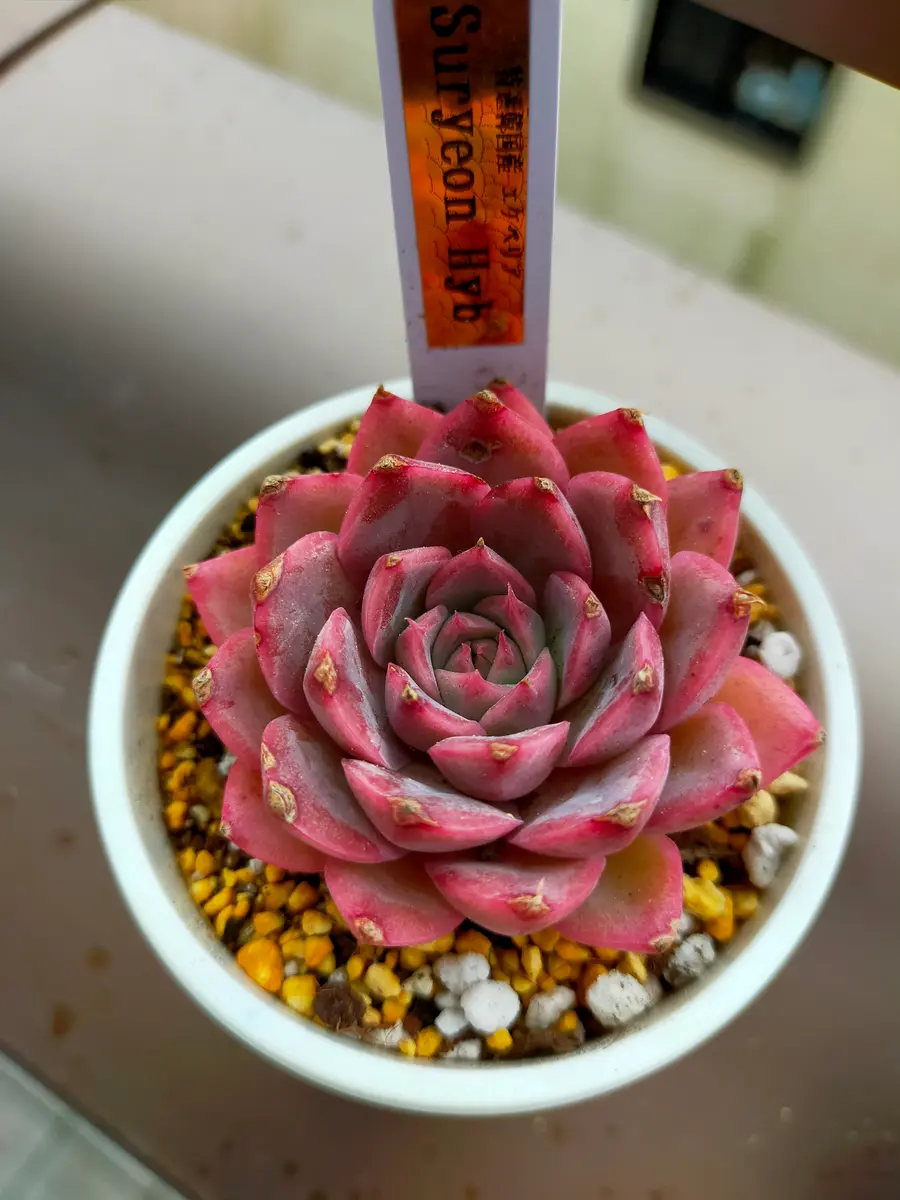 真っ赤に紅葉したスリョンhyb「多肉植物」のアルバム-みんなの