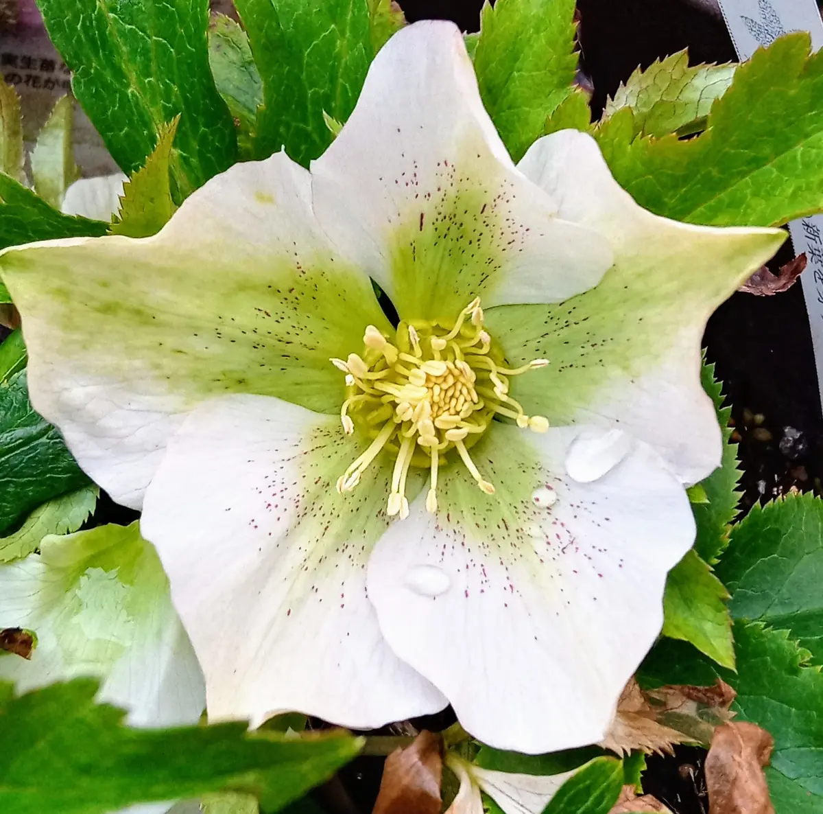 No.5緑がかった白シングル「月白」新「クリスマスローズ2023」の