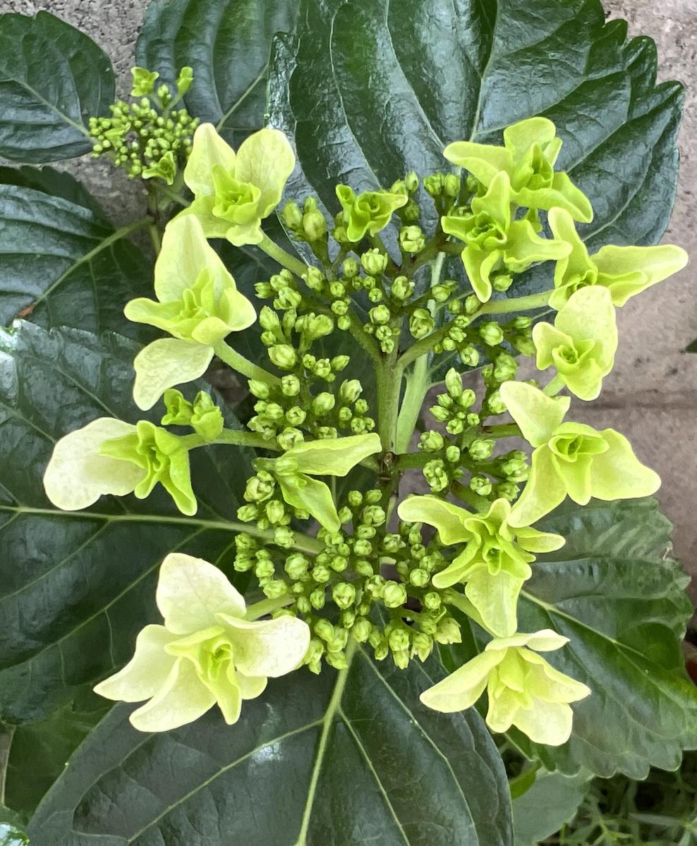 紫陽花ですが名前は分かりません黄緑色「花」のアルバム-みんなの