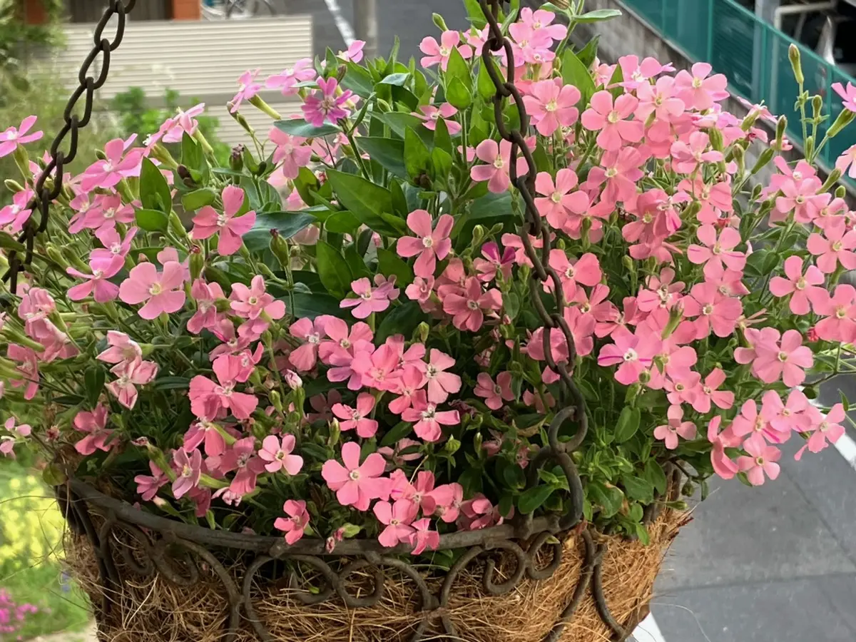 吊り鉢のシレネ ピンクパンサー、お花満開「2023年1月～ 我が家のお花