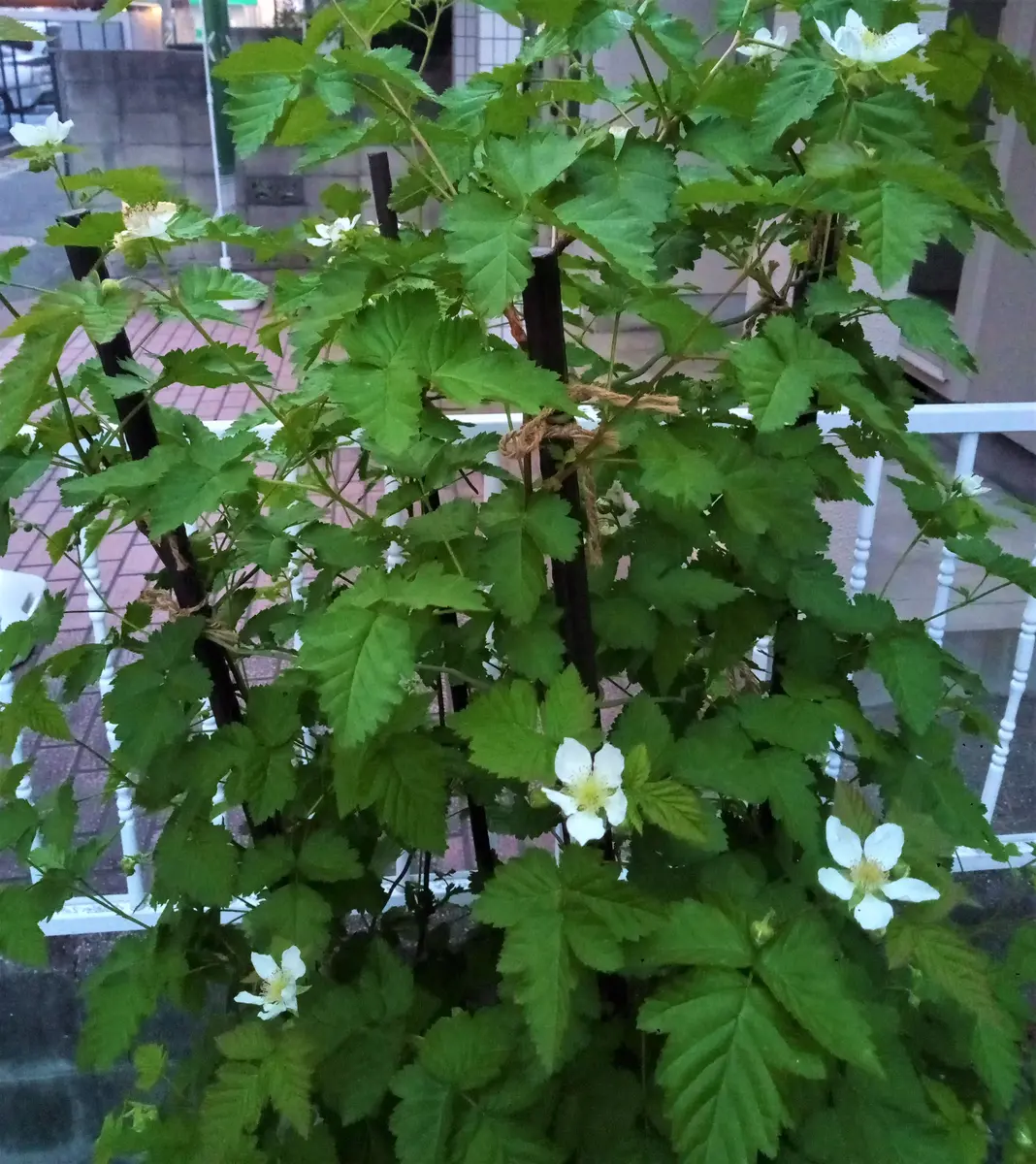 ボイセンベリーの花「野菜・作物」のアルバム-みんなの趣味の園芸1956769
