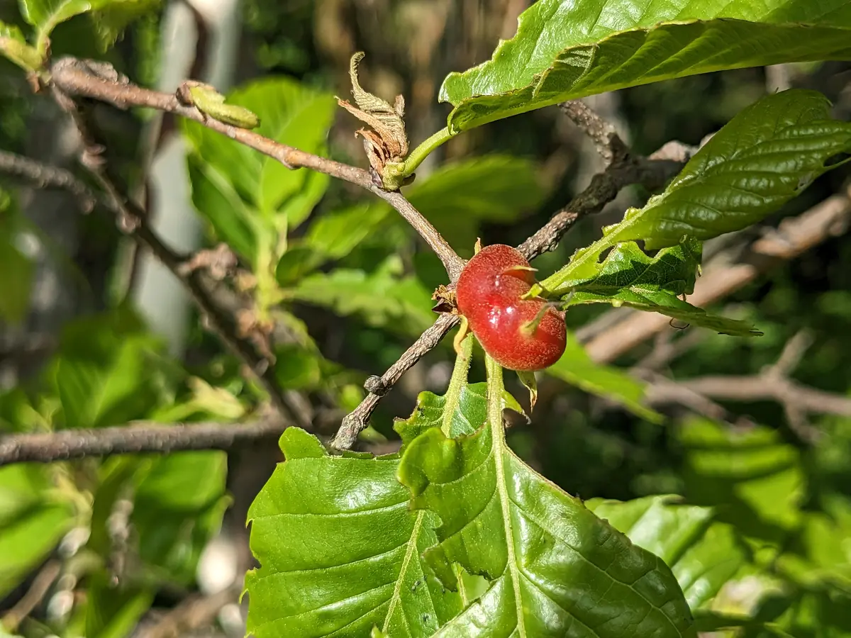 クリの木にクリタマバチの虫こぶ「2023畑」のアルバム-みんなの