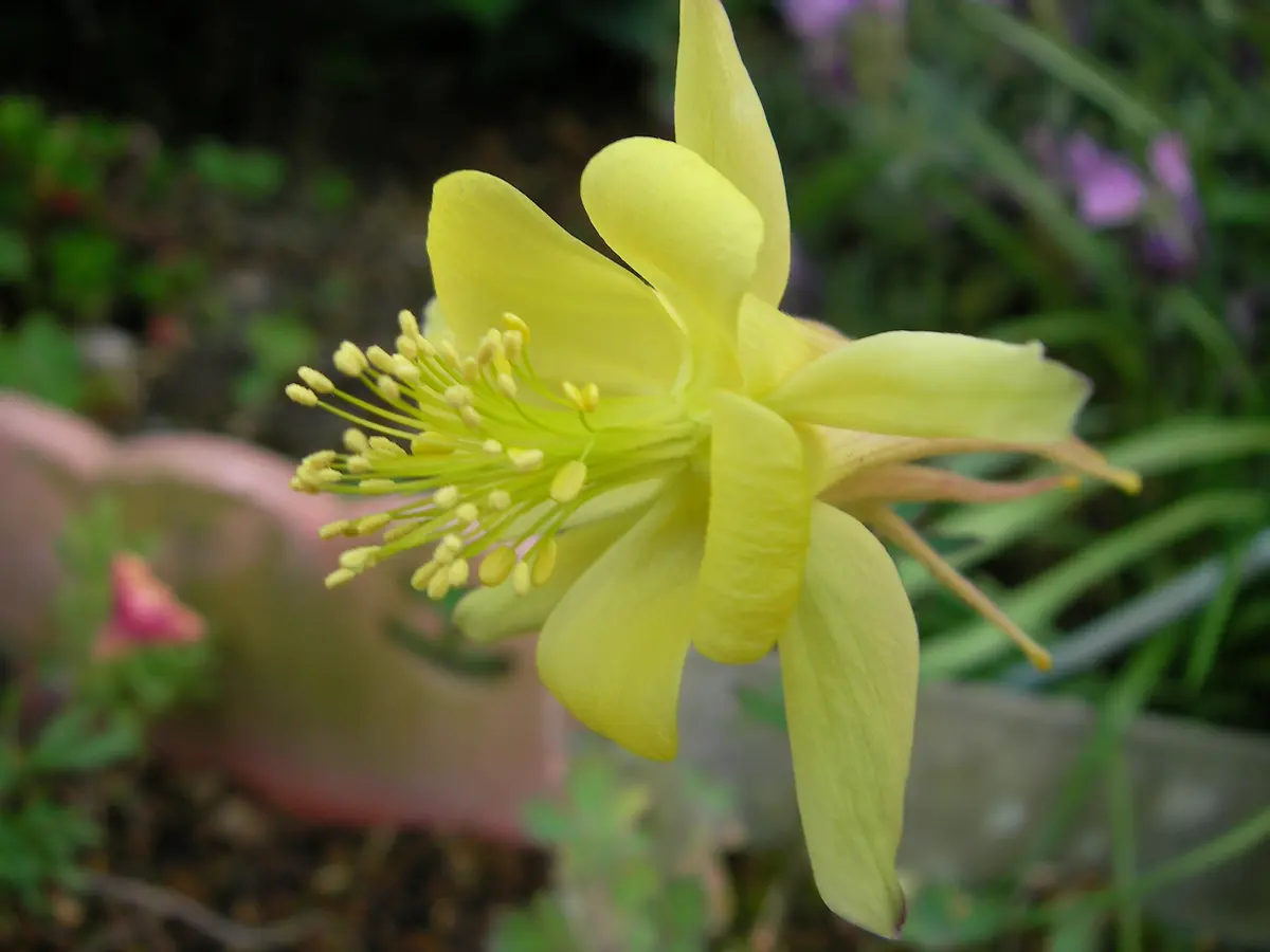 西洋オダマキキリガミイエロー「2023年の花」のアルバム-みんなの