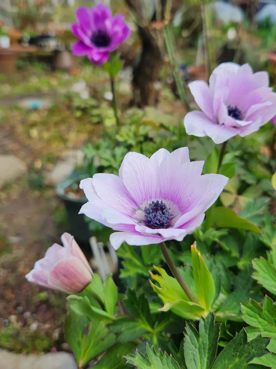 アネモネパブニナ アネモネパブニナ2022】｜園芸日記byマンゴスティン｜みんなの趣味の