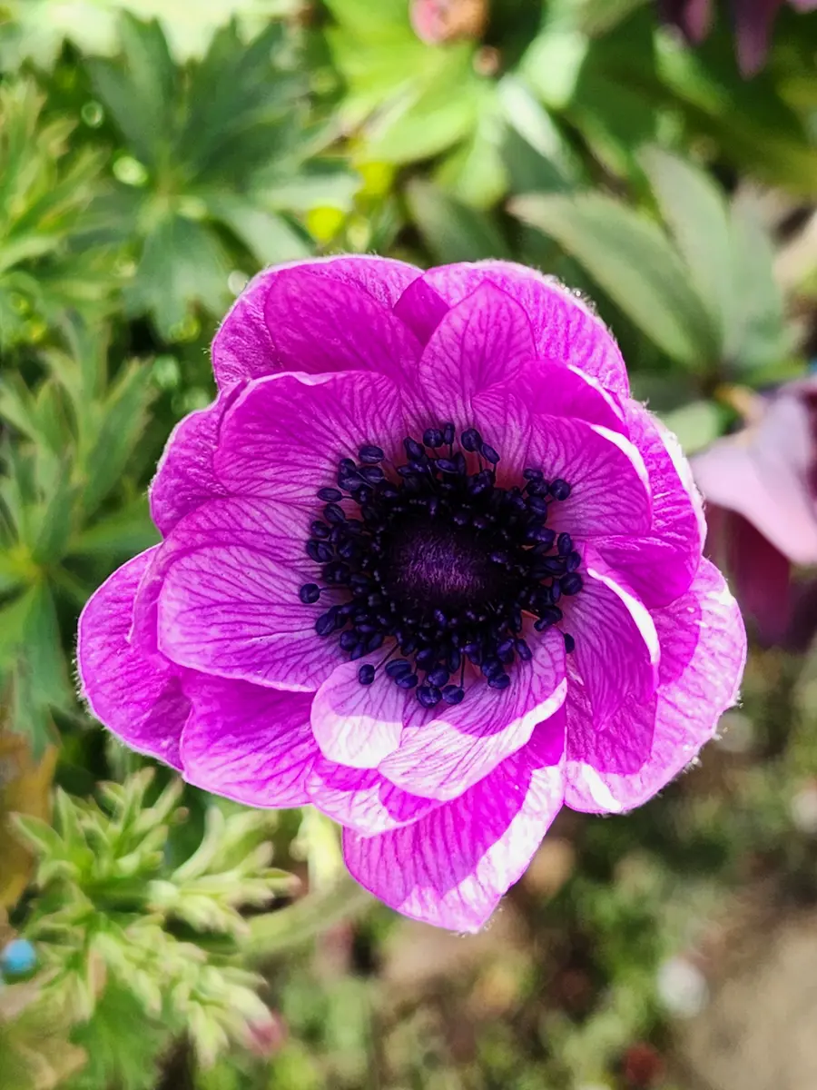アネモネパブニナ img_cache_a_59696_2_1709038613