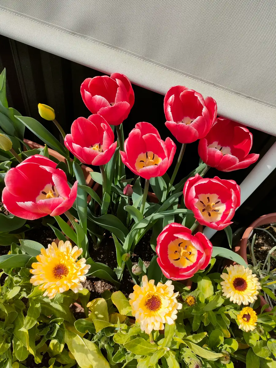 ❉チューリップ開くと中心はこんな感じ🎶「2023年」のアルバム