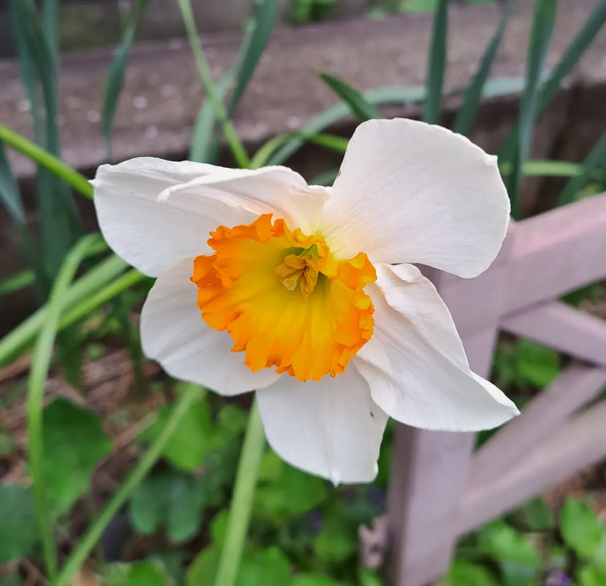 中庭で口紅水仙が2輪咲きました。3月「2023年 春の花
