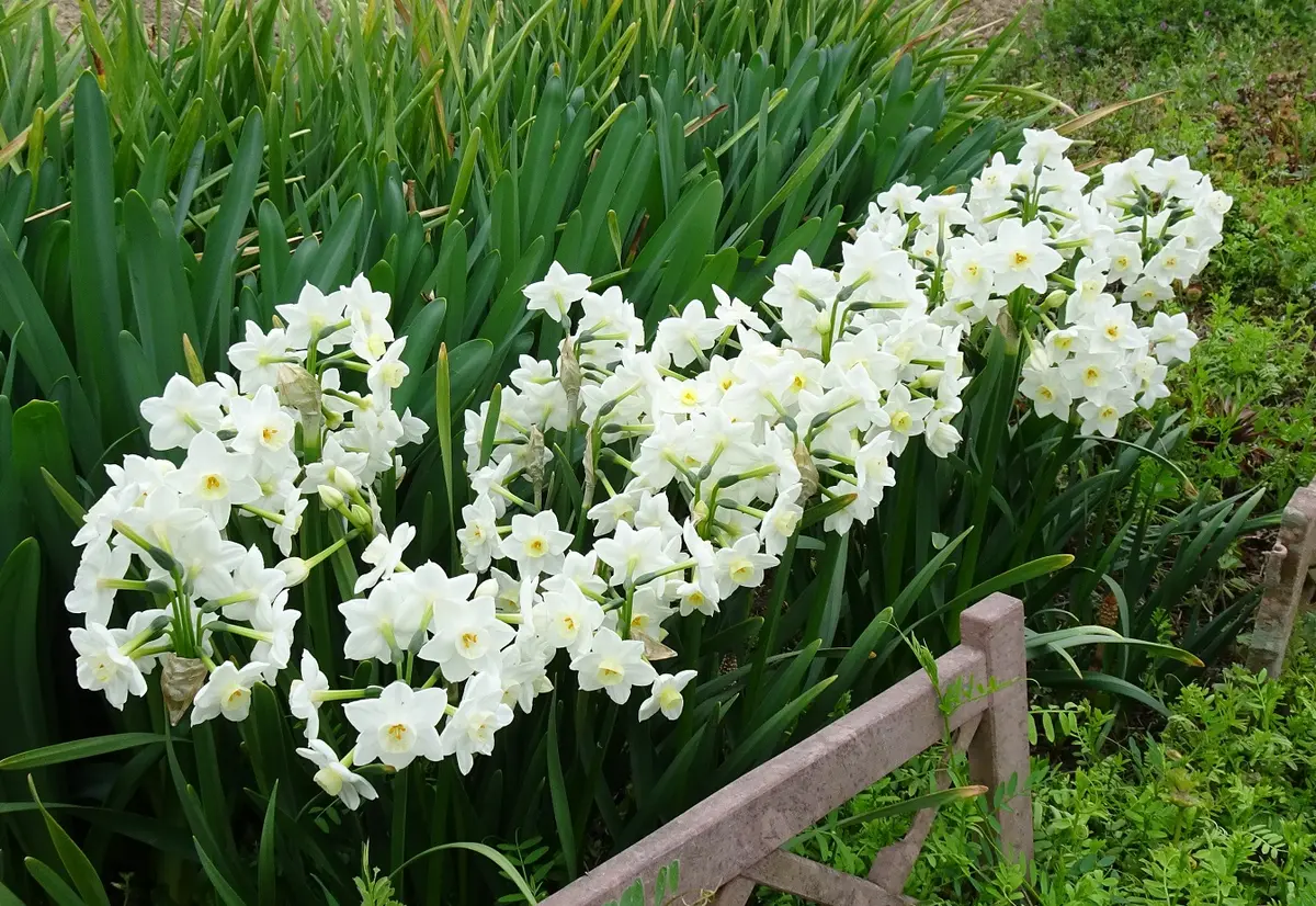 畑の水仙・ガリル、満開です。3月21「2023年 春の花 （3月