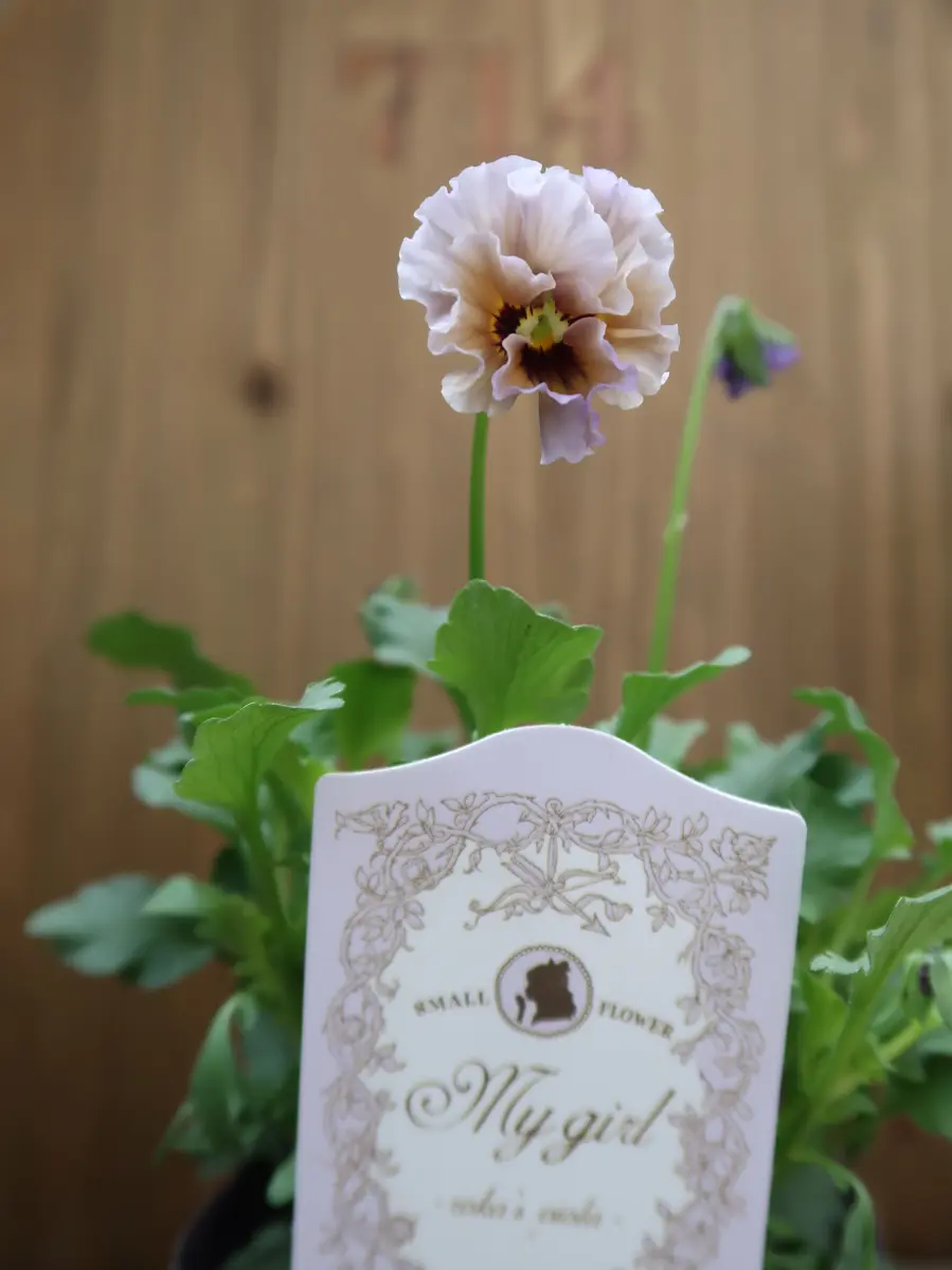 マイガールレディさんの妹、ひと回り小「2023年の花」のアルバム