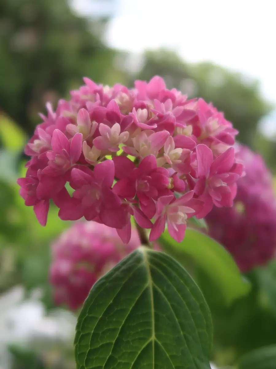 紫陽花「ごきげんよう」かわいいピンク「2023年の花」のアルバム