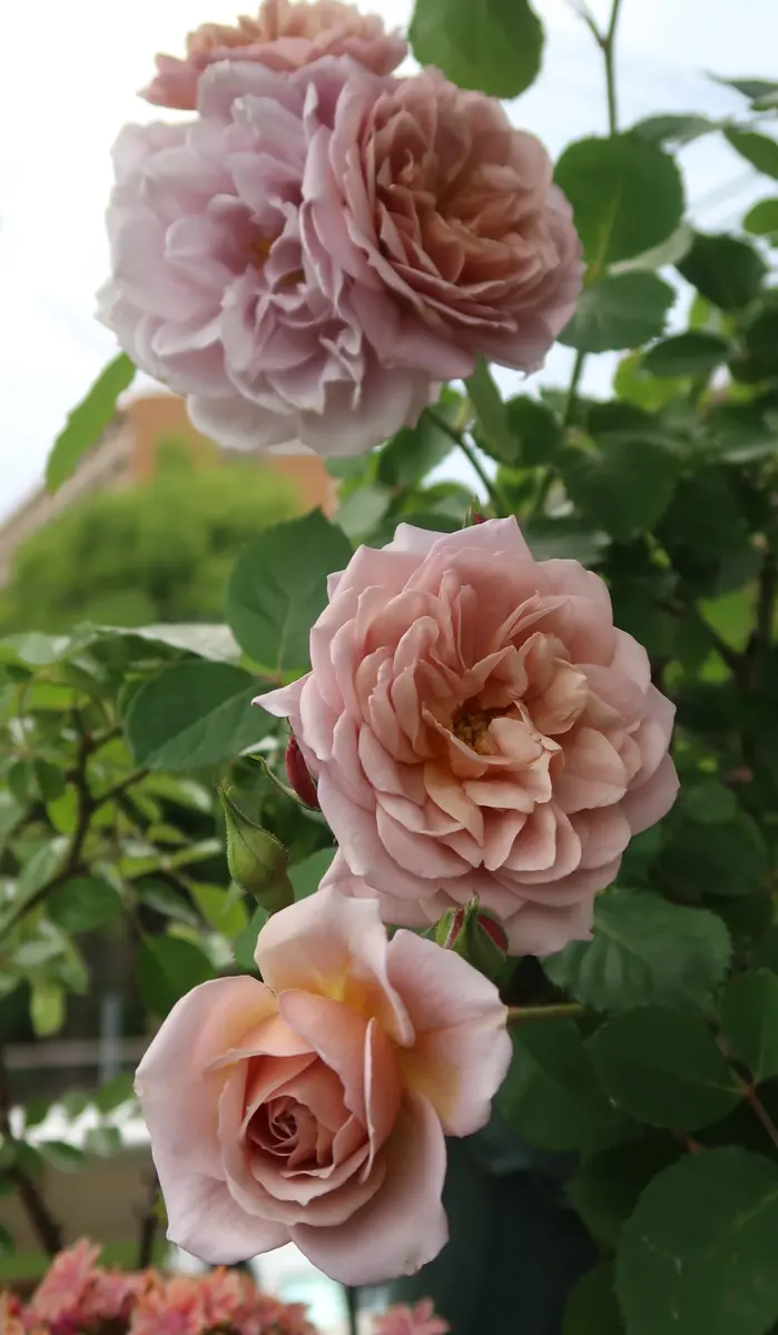 バラ接ぎ木苗　超希少切り花品種　カラホ バラ接ぎ木新苗 超希少切り花品種 カラホ 【公式通販】
