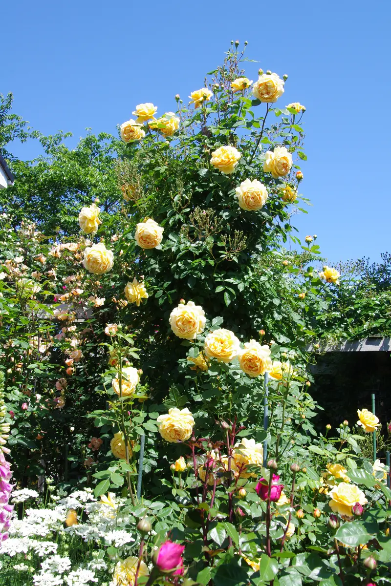 ゴールデン・セレブレーション「2023年の薔薇」のアルバム