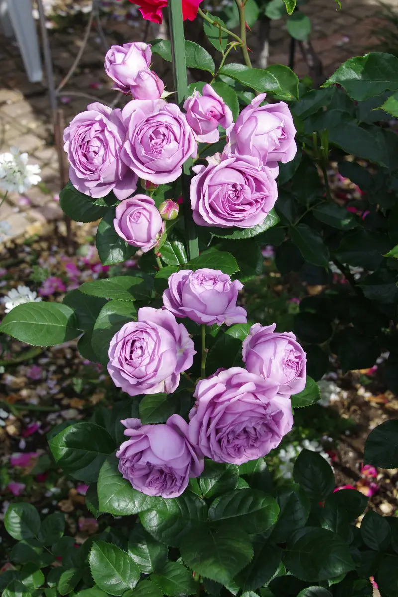 カインダブルー「２０２３年の薔薇」のアルバム-みんなの趣味の園芸1958084