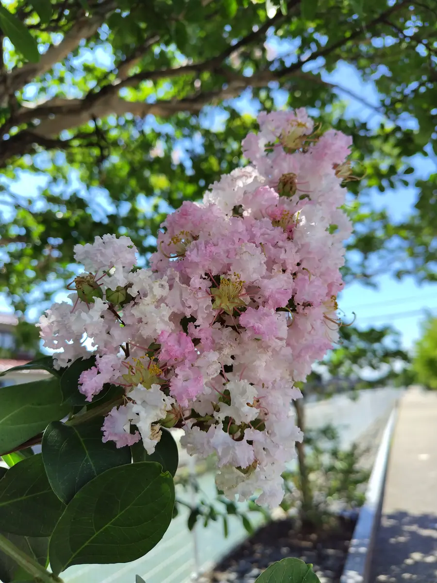 ピンク色と白の混じったサルスベリが咲「出かけた先で見つけた花や