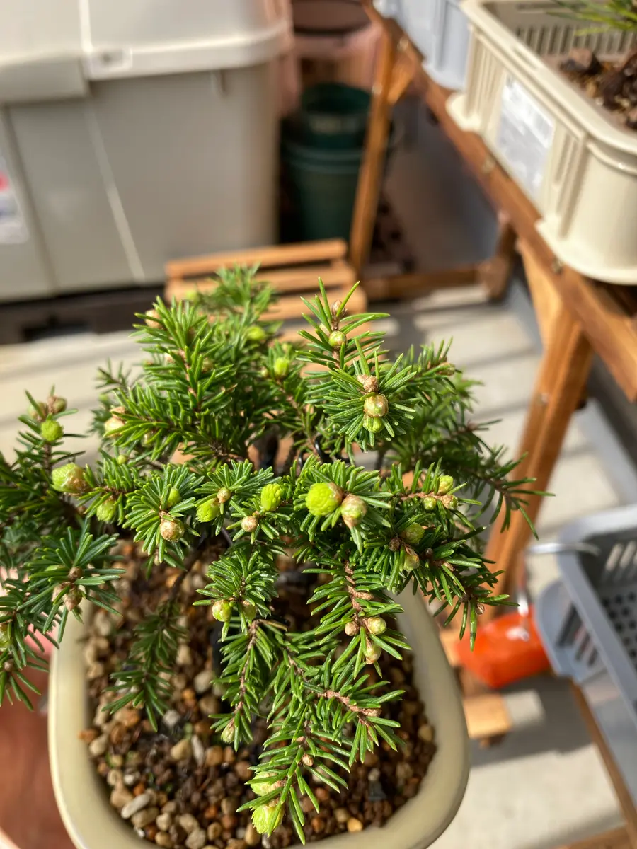 蝦夷松の新芽が開いてきました！「盆栽」のアルバム-みんなの