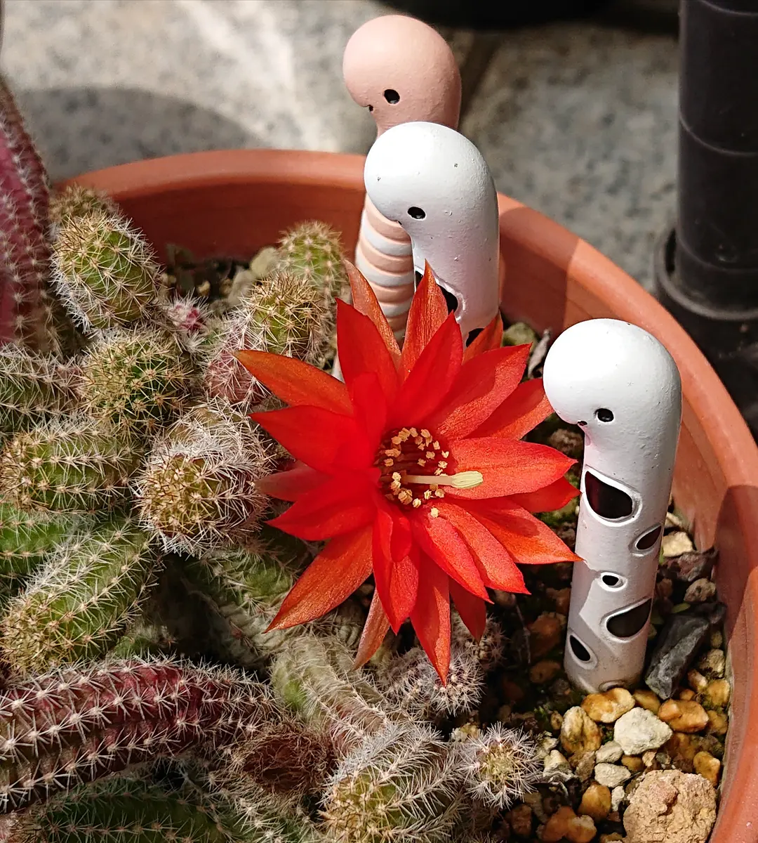 紐サボテンの花が咲いた🌵「2023花の記録✍️」のアルバム-みんなの