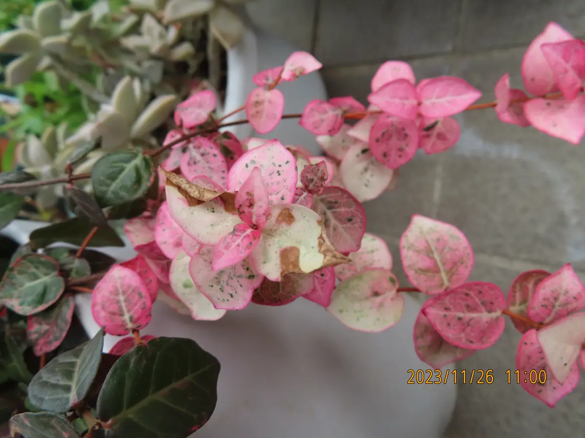ハツユキカズラ 2017 8月 - 新・ぼちぼち植物などを