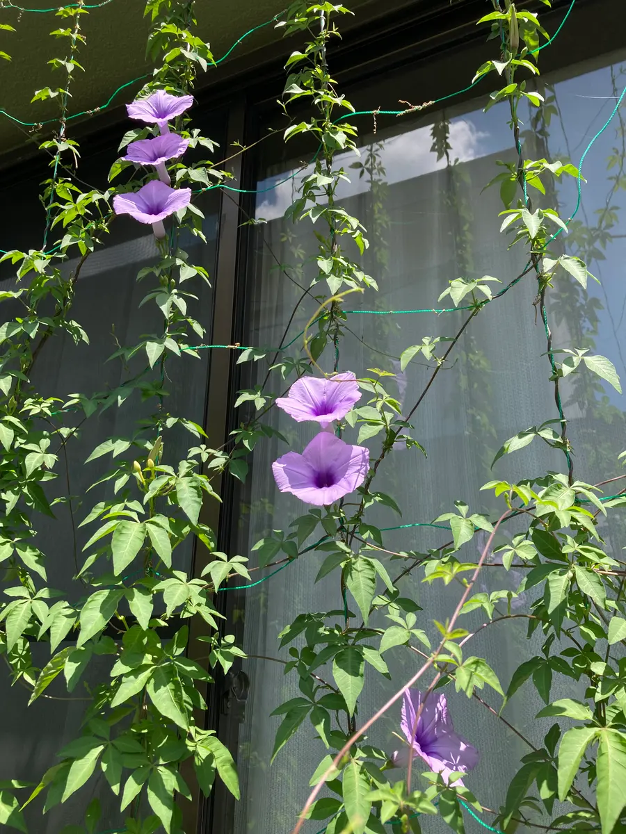 宿根朝顔 グリーンカーテン「2023ベランダ」のアルバム-みんなの趣味の