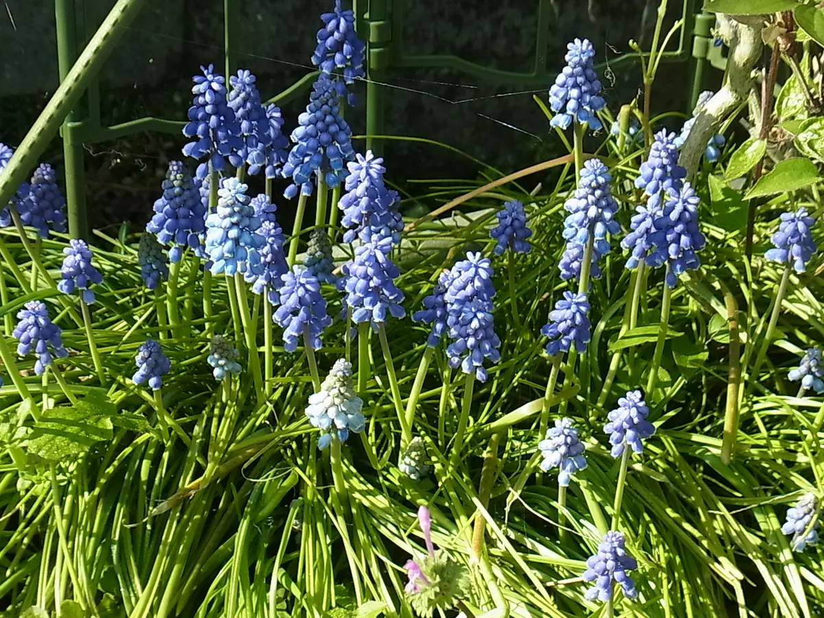 2023.4.1ムスカリの花「球根植物」のアルバム-みんなの趣味の園芸1893458