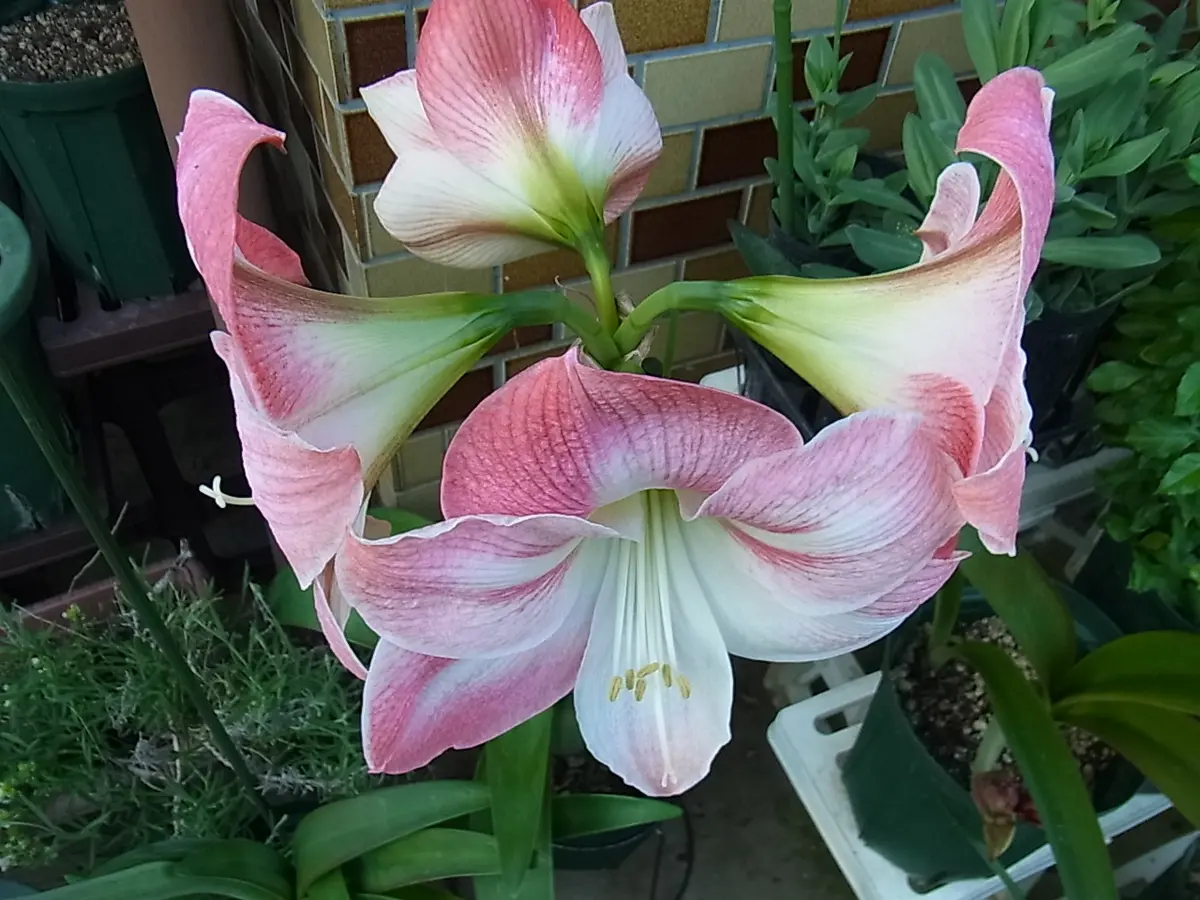 2023.5.9アマリリス（桃白）の花。1鉢「球根植物」のアルバム