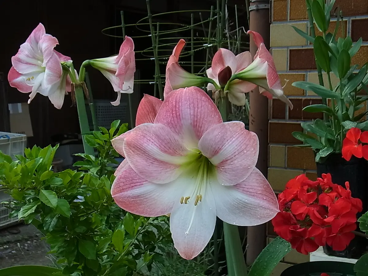 2023.5.25アマリリス（桃白）の花。3鉢「球根植物」のアルバム