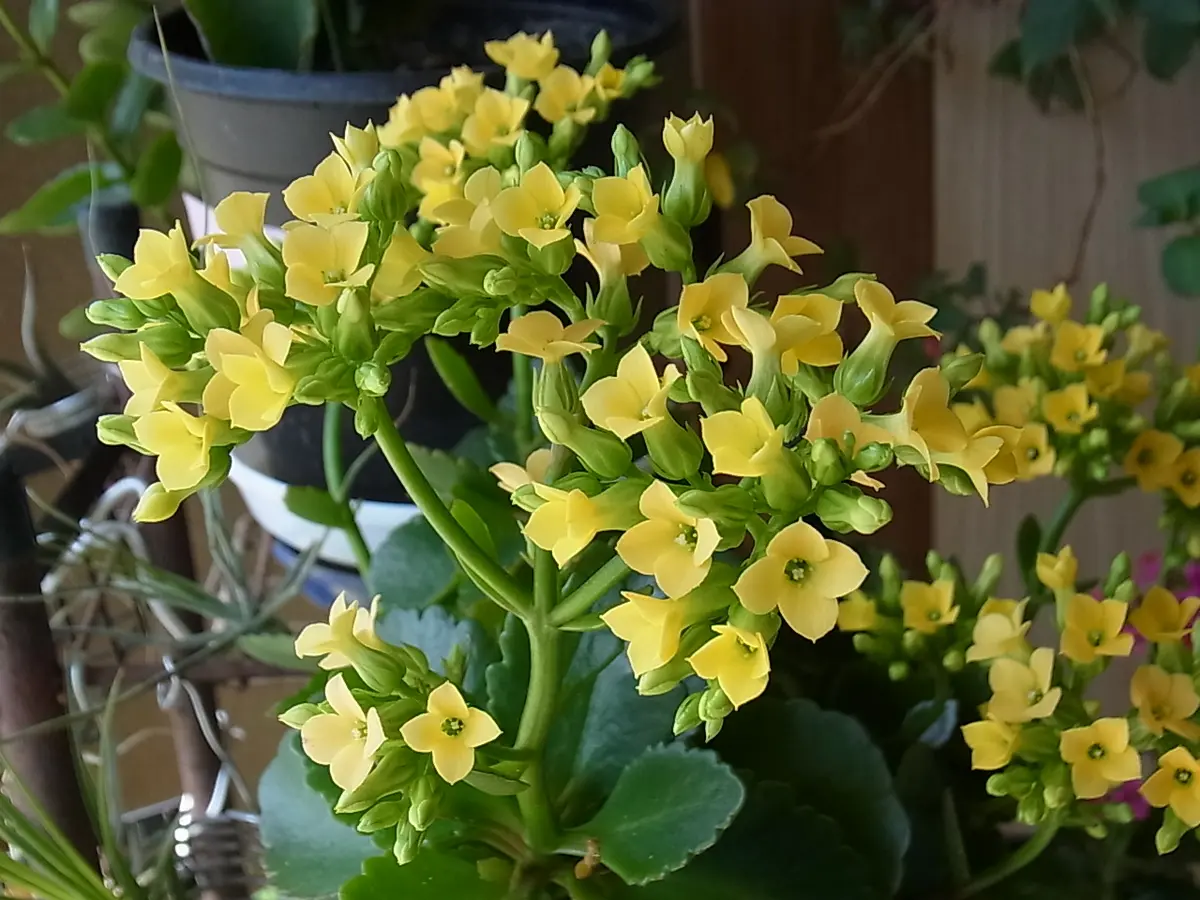大学生 割引 2023.3.15カランコエの黄色花「多年草」のアルバム-みんなの趣味 その他観葉植物