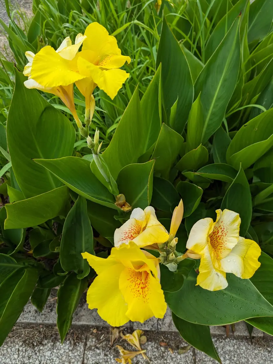【中古】 黄色いカンナが咲きました カンナの黄色の花を見つけました。「散歩の道すがら №2」のアルバム