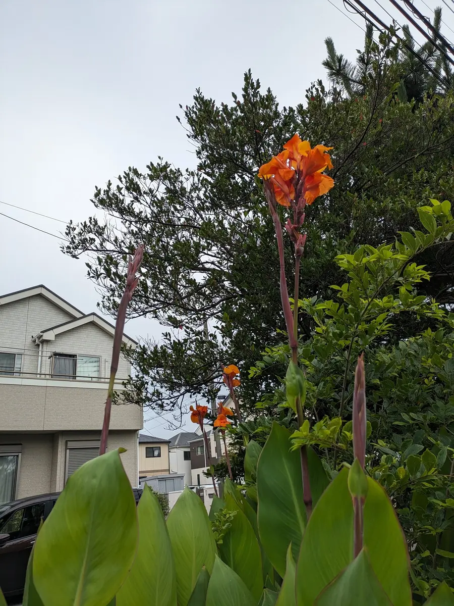 オレンジ色のカンナの花は真夏の花！と「散歩の道すがら №2」の