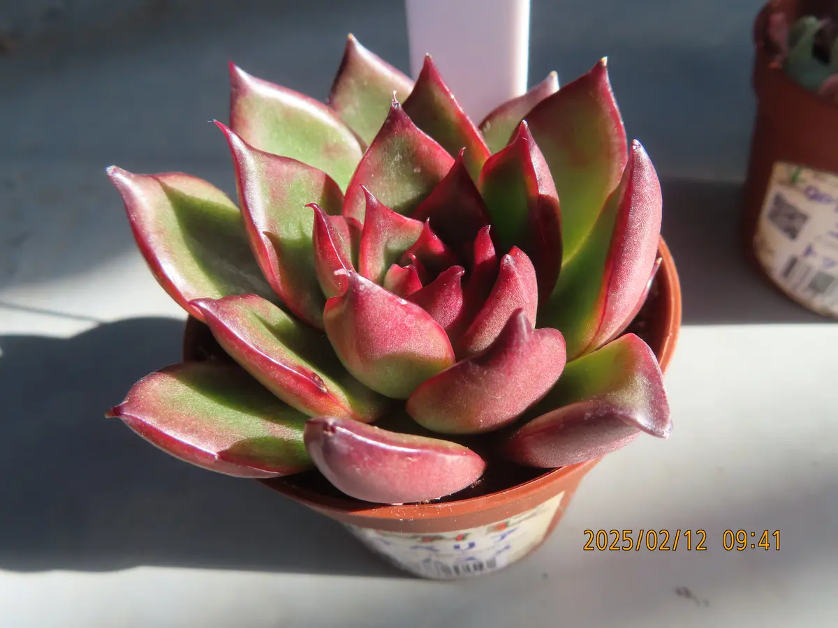 梅マヨさま専用多肉植物　エケベリア 根あり 小梅 カット苗 多肉植物 つぶつぶ屋さん - メルカリ
