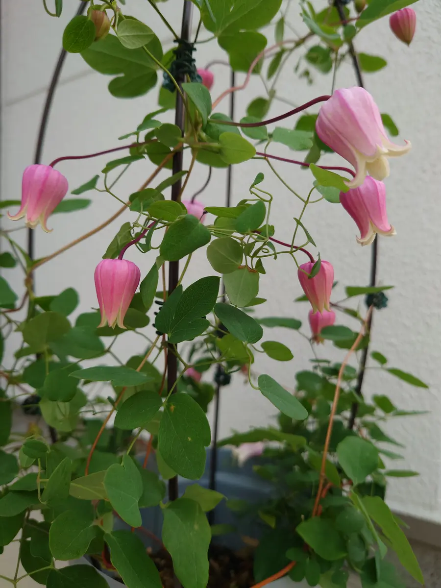 ❀希少❀　✿クレマチス　マシュマロ✿ クレマチス（春咲き）の写真-みんなの趣味の園芸2214540