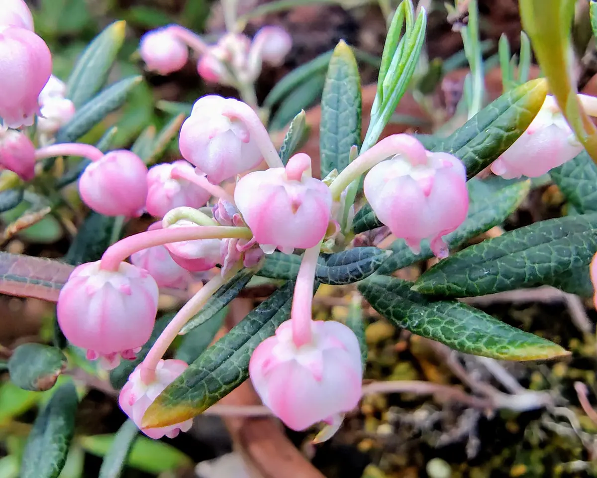 姫石楠花 ヒメシャクナゲ(姫石楠花)鉢植え咲き進「ヤマんちの花色々