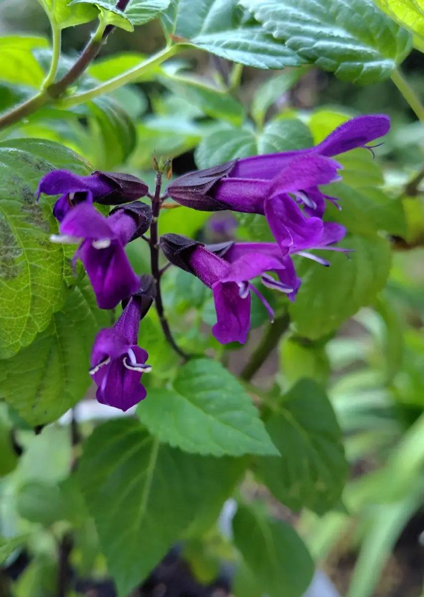 スーパーサルビアロックンロール・ディ「ヤマんちの花色々🌷＆界隈