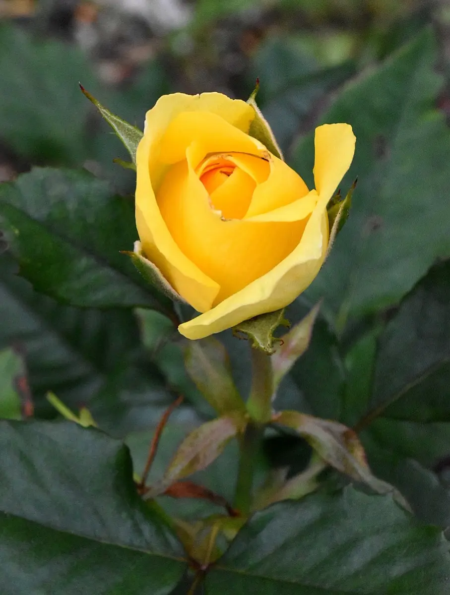 薔薇のつぼみ「撮影2023.04～06」のアルバム-みんなの趣味の園芸1977276