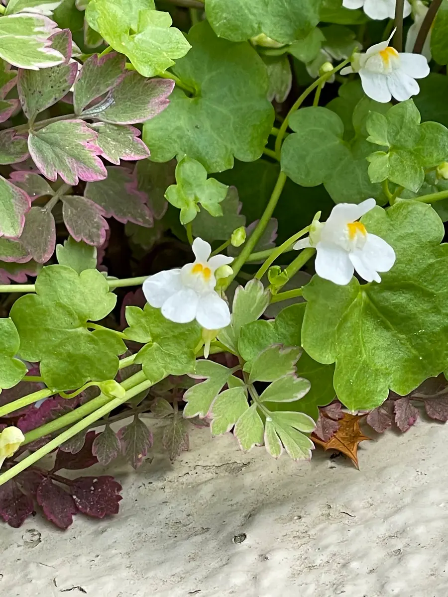 ボウラン（白斑、白花） ボウラン（白斑、白花） 【公式通販】