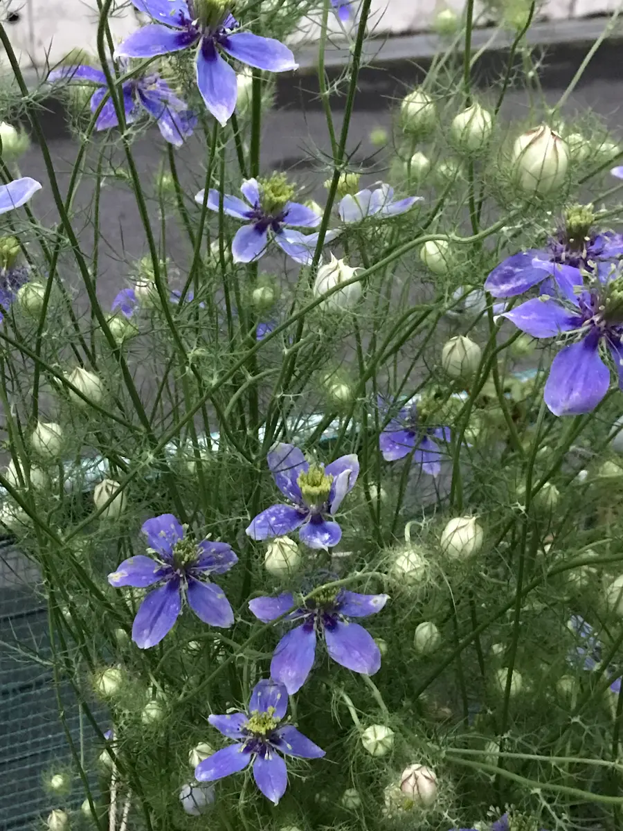 ニゲラ ブルーイスタンブール「庭に咲く草花達」のアルバム-みんなの