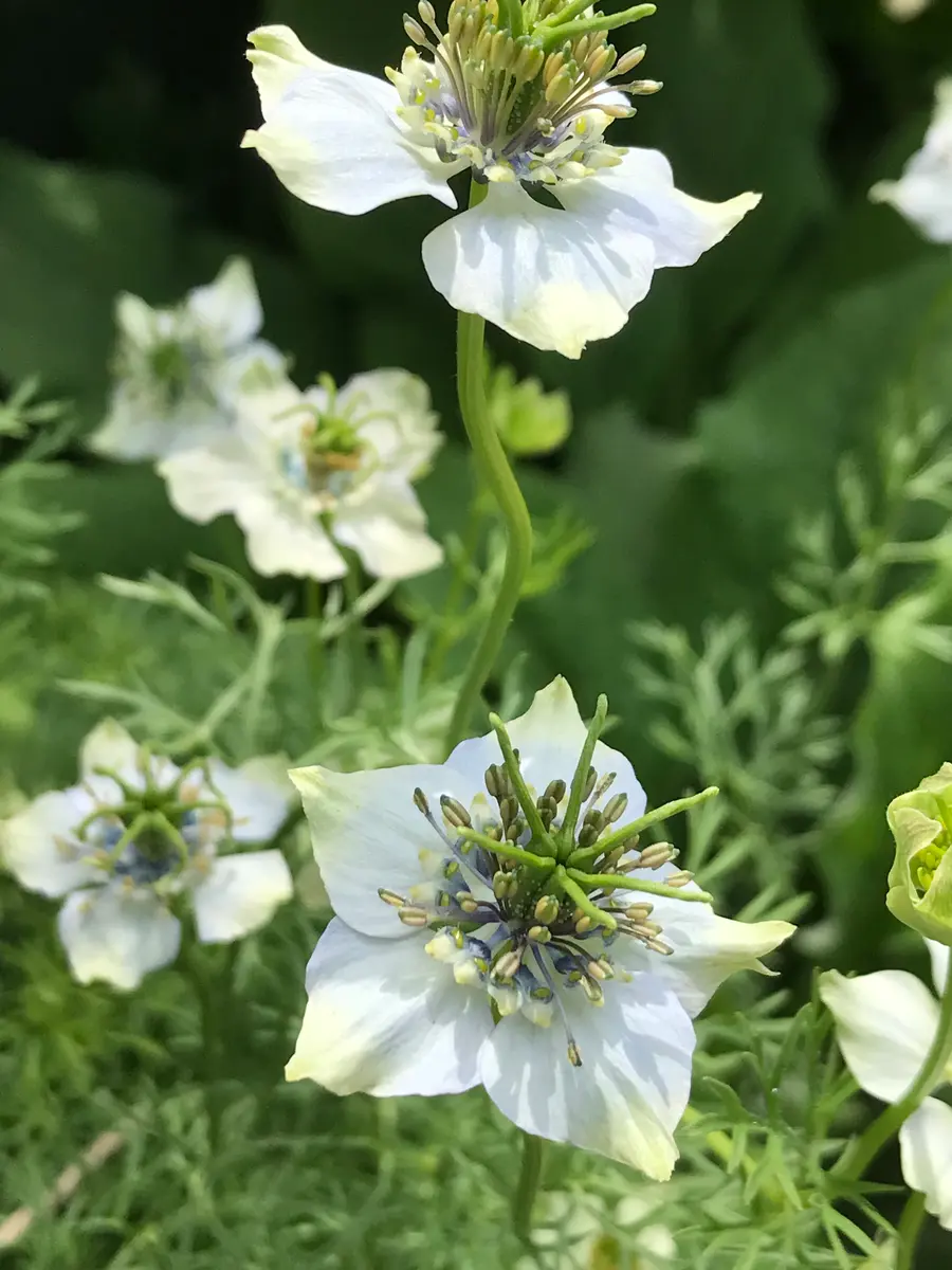 ニゲラのブラックキャラウェイ「庭に咲く草花達」のアルバム-みんなの